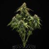 Epsilon F1 Hybrids | Royal Queen Seeds Cannabis Seeds Evertree 6