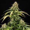 Epsilon F1 Hybrids | Royal Queen Seeds Cannabis Seeds Evertree 5