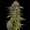 Euphoria CBD Feminized | Royal Queen Seeds Cannabis Seeds Evertree 2