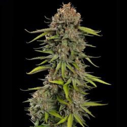 Euphoria CBD Feminized | Royal Queen Seeds Cannabis Seeds Evertree
