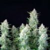 Green Gelato Autoflowering | Royal Queen Seeds Autoflower Seeds Evertree 5