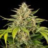 Green Gelato Autoflowering | Royal Queen Seeds Autoflower Seeds Evertree 3