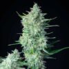 Green Gelato Autoflowering | Royal Queen Seeds Autoflower Seeds Evertree 2