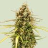 Milky Way F1 Hybrids | Royal Queen Seeds Cannabis Seeds Evertree 5