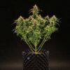 Milky Way F1 Hybrids | Royal Queen Seeds Cannabis Seeds Evertree 4