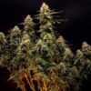 Northern Light Autoflowering | Royal Queen Seeds Autoflower Seeds Evertree 6