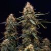 Northern Light Autoflowering | Royal Queen Seeds Autoflower Seeds Evertree 5