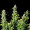 Northern Light Autoflowering | Royal Queen Seeds Autoflower Seeds Evertree 4