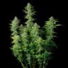 Northern Light Autoflowering | Royal Queen Seeds Autoflower Seeds Evertree 3