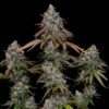 O.G. Kush Feminized | Royal Queen Seeds Cannabis Seeds Evertree 5
