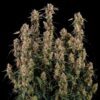 Orion F1 Hybrids | Royal Queen Seeds Cannabis Seeds Evertree 6