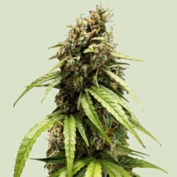 Orion F1 Hybrids | Royal Queen Seeds Cannabis Seeds Evertree