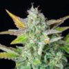 Quick One Autoflowering | Royal Queen Seeds Autoflower Seeds Evertree 4