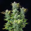 Quick One Autoflowering | Royal Queen Seeds Autoflower Seeds Evertree 3