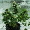 Royal Dwarf Autoflowering | Royal Queen Seeds Autoflower Seeds Evertree 6