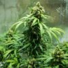 Royal Dwarf Autoflowering | Royal Queen Seeds Autoflower Seeds Evertree 4