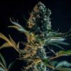 Royal Gorilla Feminized | Royal Queen Seeds Cannabis Seeds Evertree 5