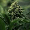 Royal Gorilla Feminized | Royal Queen Seeds Cannabis Seeds Evertree 4