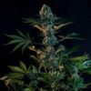 Royal Gorilla Feminized | Royal Queen Seeds Cannabis Seeds Evertree 3