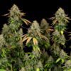 Royal Highness CBD Feminized | Royal Queen Seeds Cannabis Seeds Evertree 5
