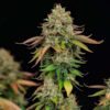 Royal Highness CBD Feminized | Royal Queen Seeds Cannabis Seeds Evertree 2