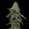 Special Kush 1 Feminized | Royal Queen Seeds Cannabis Seeds Evertree 2