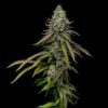 Special Kush 1 Feminized | Royal Queen Seeds Cannabis Seeds Evertree 5