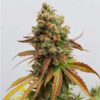 Special Queen 1 Feminized | Royal Queen Seeds Cannabis Seeds Evertree 5