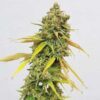 Special Queen 1 Feminized | Royal Queen Seeds Cannabis Seeds Evertree 4