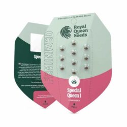 Special Queen 1 Feminized | Royal Queen Seeds Cannabis Seeds Evertree