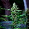 Stress Killer CBD Autoflowering | Royal Queen Seeds Cannabis Seeds Evertree 6