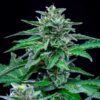 Stress Killer CBD Autoflowering | Royal Queen Seeds Cannabis Seeds Evertree 5