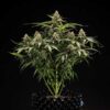 Titan F1 Hybrids | Royal Queen Seeds Cannabis Seeds Evertree 5