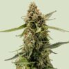Titan F1 Hybrids | Royal Queen Seeds Cannabis Seeds Evertree 2