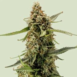 Titan F1 Hybrids | Royal Queen Seeds Cannabis Seeds Evertree