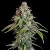 White Widow Feminized | Royal Queen Seeds Cannabis Seeds Evertree 4