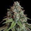 White Widow Feminized | Royal Queen Seeds Cannabis Seeds Evertree 3